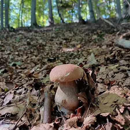 Rodinna V Rekreacnej Oblasti Drienica
