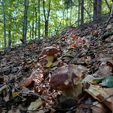 Rodinná V Rekreačnej Oblasti Drienica Sabinov